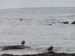 Tachyeres leucocephalus