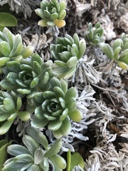 Heliotropium anomalum