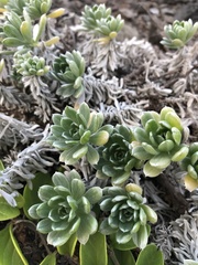 Heliotropium anomalum