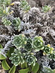 Heliotropium anomalum