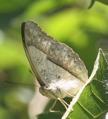 Cymothoe coranus coranus