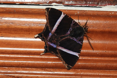 Coronidia orithea