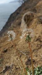 Taraxacum hybernum