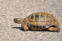 Hermann's Tortoise photo 2