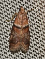 Acrobasis repandana