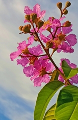 Lagerstroemia speciosa