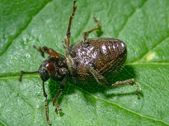 Otiorhynchus indefinitus