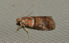 Acrobasis repandana
