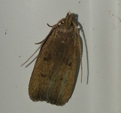 Glyphidocera democratica