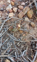 Euphorbia nesemannii
