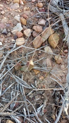 Euphorbia nesemannii
