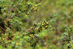 Juniperus deltoides