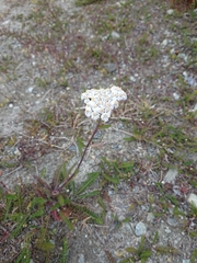Achillea millefolium