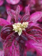 Iresine diffusa herbstii