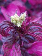 Iresine diffusa herbstii