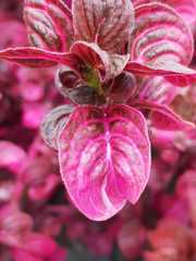 Iresine diffusa herbstii