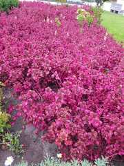 Iresine diffusa herbstii