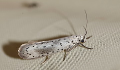 Yponomeuta irrorellus