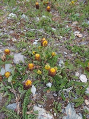 Trifolium spadiceum