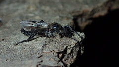 Bibio albipennis