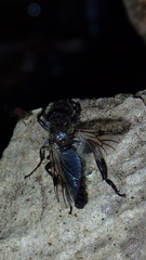 Bibio albipennis