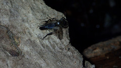 Bibio albipennis