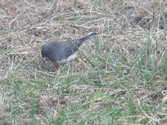 Junco