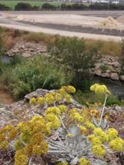 Eriogonum crocatum