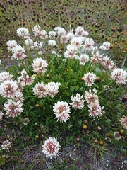 Trifolium repens