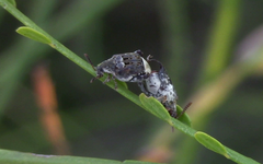 Penthobruchus germaini