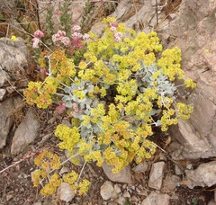 Eriogonum crocatum