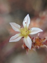Dudleya blochmaniae blochmaniae