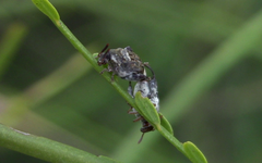 Penthobruchus germaini