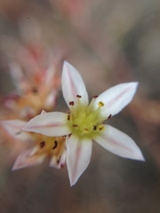 Dudleya blochmaniae blochmaniae