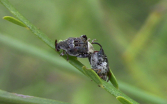 Penthobruchus germaini