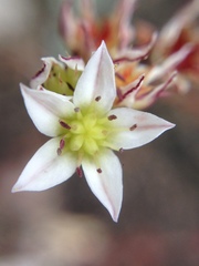 Dudleya blochmaniae blochmaniae