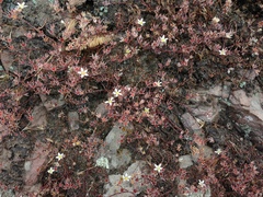 Dudleya blochmaniae blochmaniae