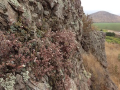 Dudleya blochmaniae blochmaniae
