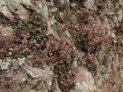 Dudleya blochmaniae blochmaniae