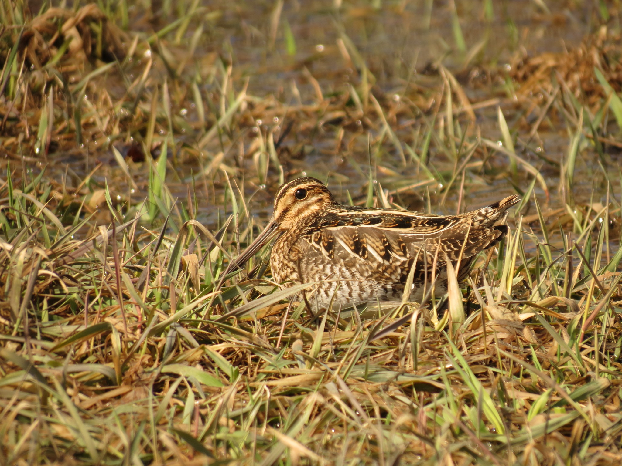 Wilson's Snipe