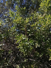 Baccharis heterophylla