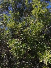 Baccharis heterophylla