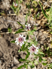 Phyla cuneifolia