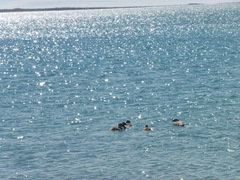 Tachyeres leucocephalus