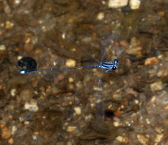 Prodasineura laidlawii