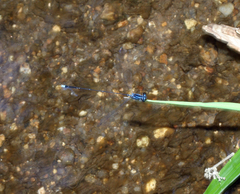 Prodasineura laidlawii