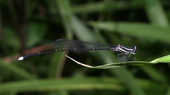 Prodasineura laidlawii