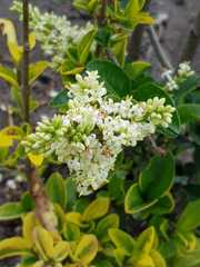 Ligustrum