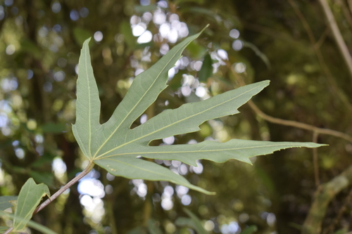 Oreopanax ecuadorensis image