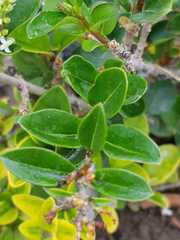 Ligustrum